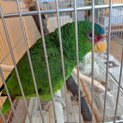 Expozice exotického ptactva