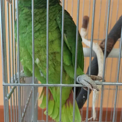 Expozice exotického ptactva