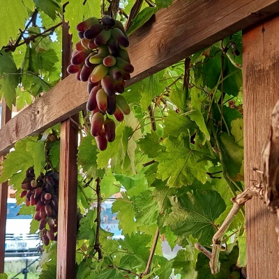 Vinobraní