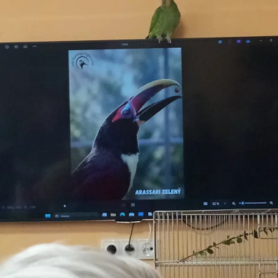 Výstava exotického ptactva s přednáškou